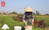 Có một nguồn cung rau an toàn dồi dào cho nội thành Hà Nội